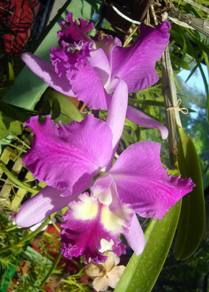 Sri Lanka Botanischer Garten Peradeniya