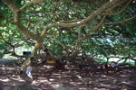 Kandy: Ficus