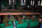 Teefabrikation im ceylonesischen Hochland